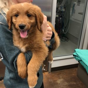 Meet your Posher, Amelia